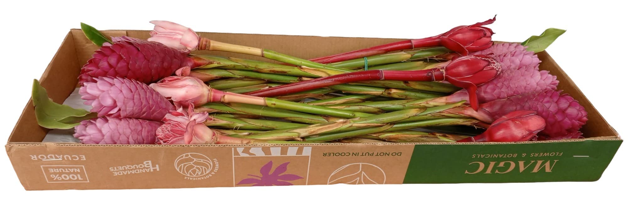 Ginger Mix Box - Fix recipe Assorted 70
