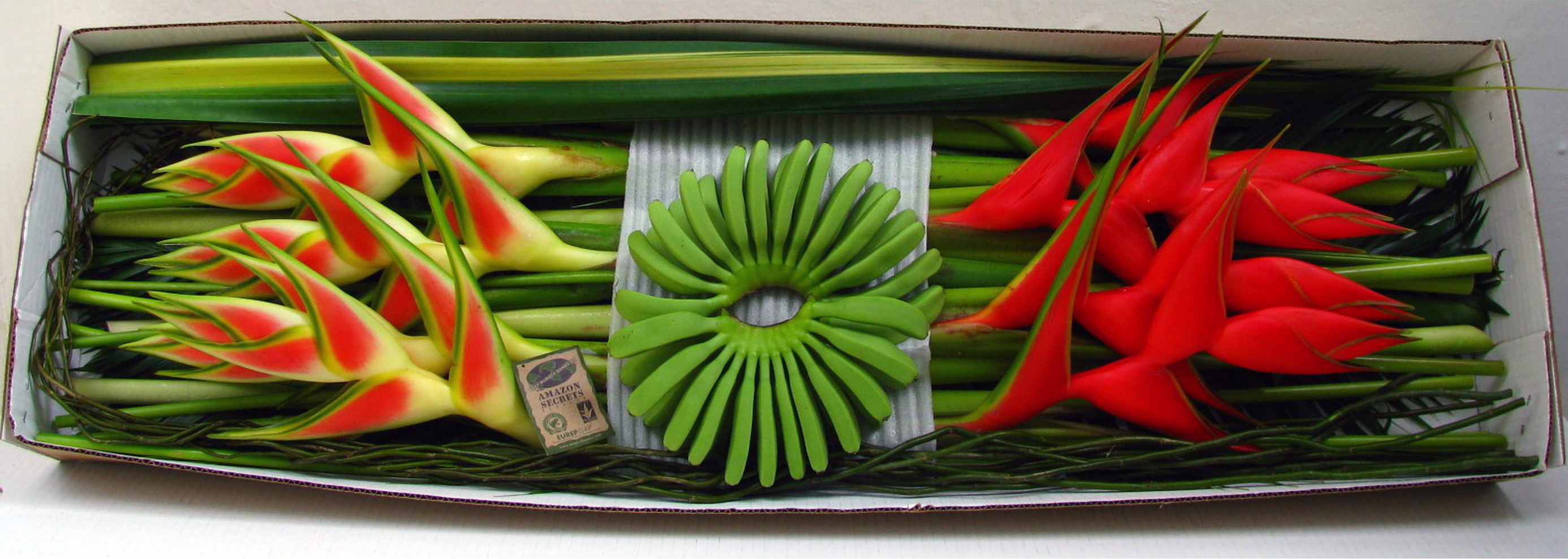 Combo Box Iniziativa Assorted
