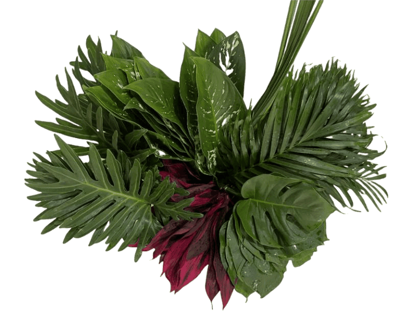 Combo Box Foliage Amazon Assorted
