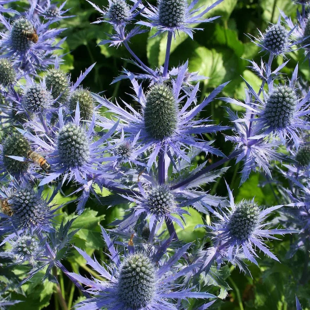Magical Lagoon Blue — photo 3