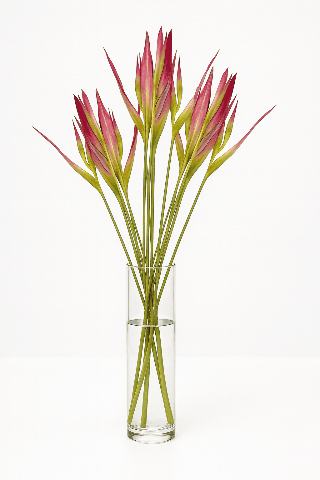 Sassy with or without leaves Red 70