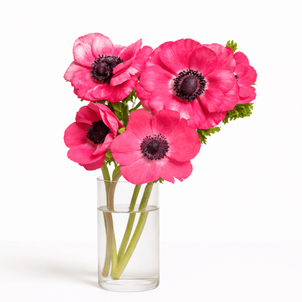 Mariane Pink — photo 2