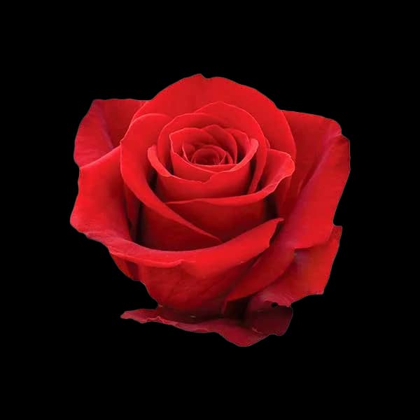 Freedom Deep Red