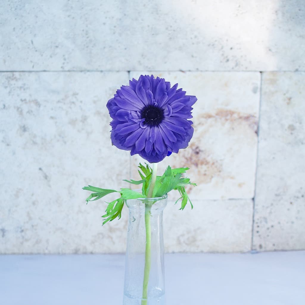 Full Star Blue 25cm