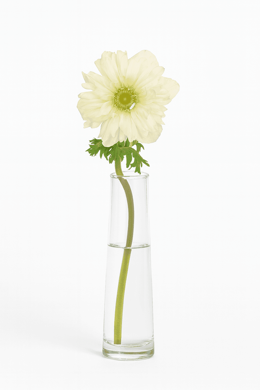 Full Star White 25cm