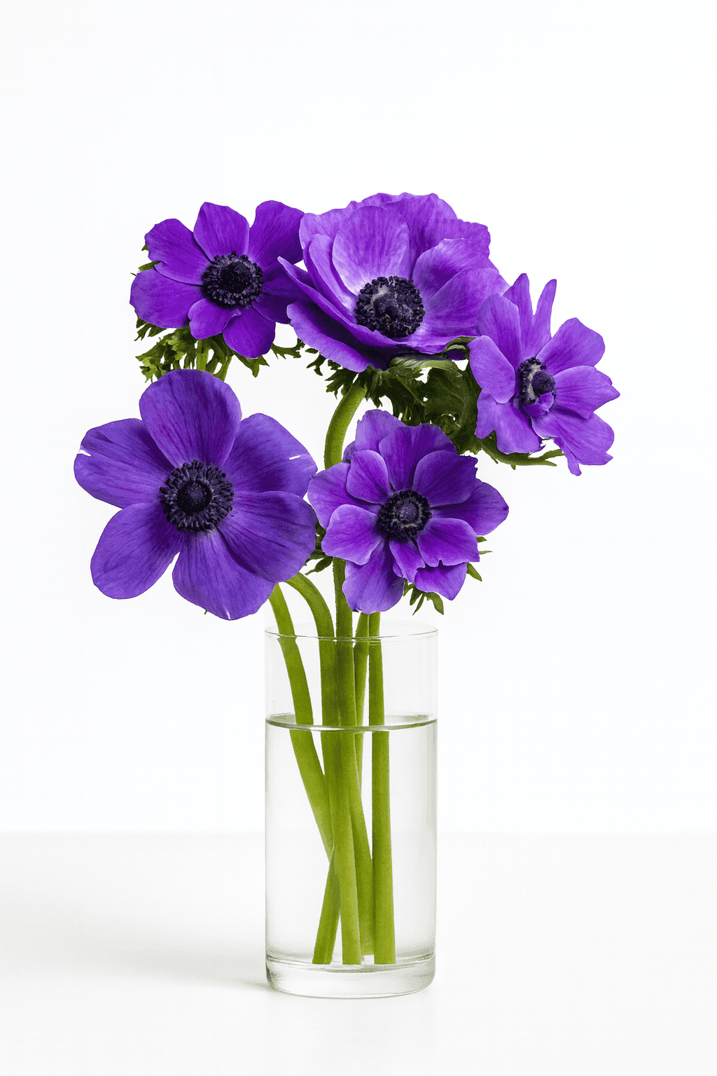 wholesale anemone blue mariane farm-direct ecuador