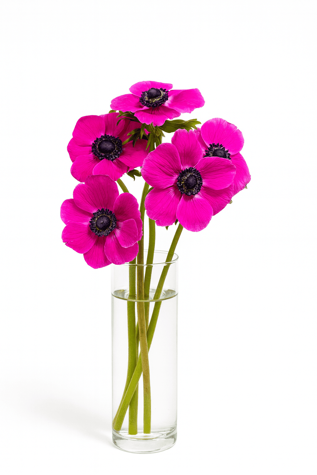 Mariane Fuchsia