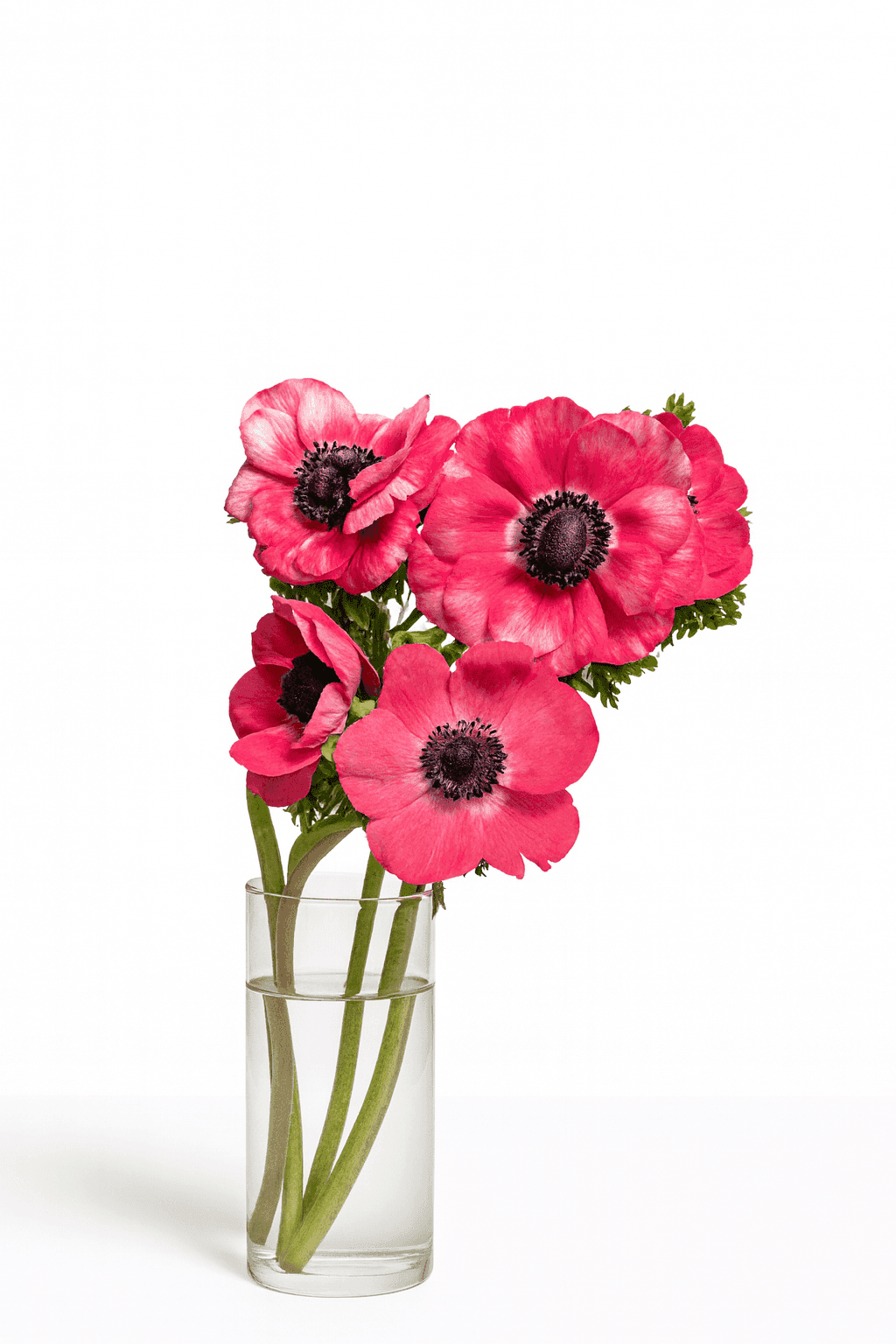 wholesale anemone pink farm-direct