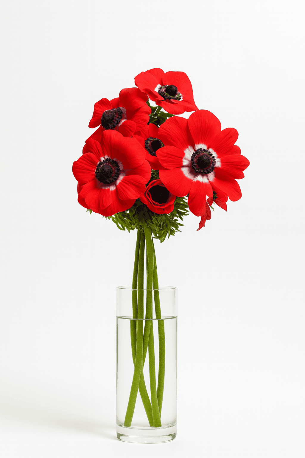 wholesale anemone red farm-direct