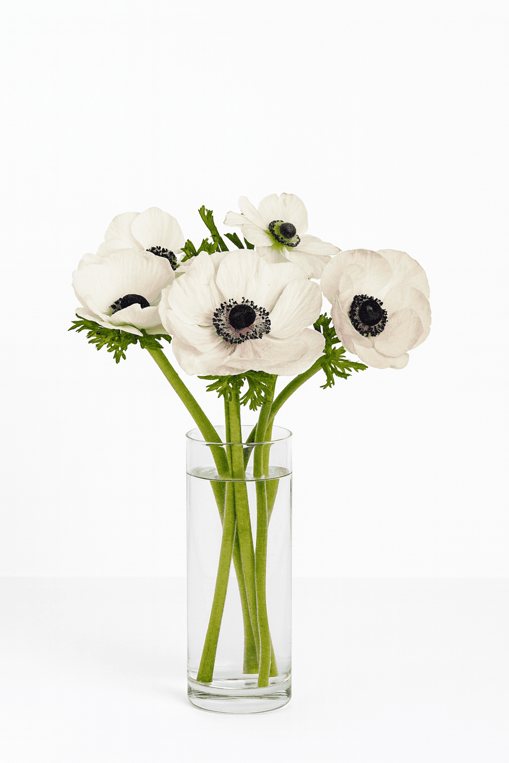 wholesale anemone white farm-direct