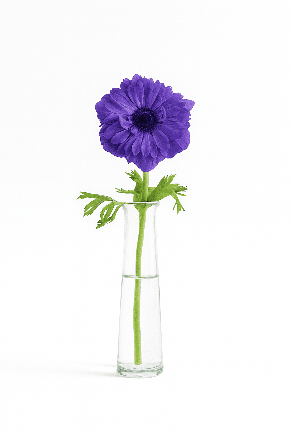wholesale anemone full star blue farm-direct