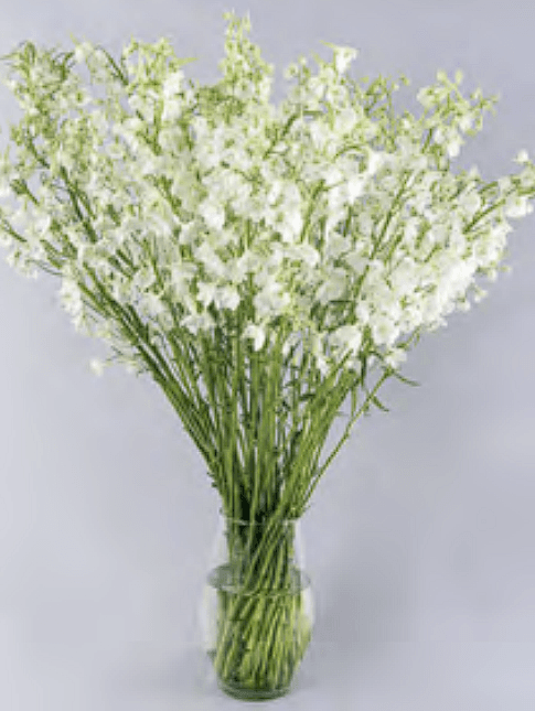 wholesale delphinium Bella Andes white farm-direct