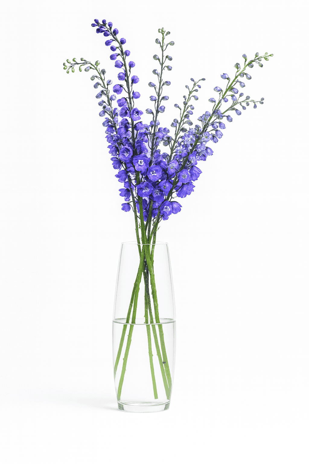 wholesale delphinium Blue Bird blue farm-direct