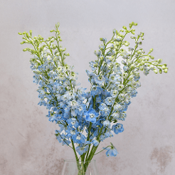 Delphinium Light Blue Pacific Summer Skies 70CM
