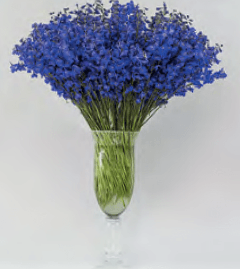 Sea Waltz Blue 70cm