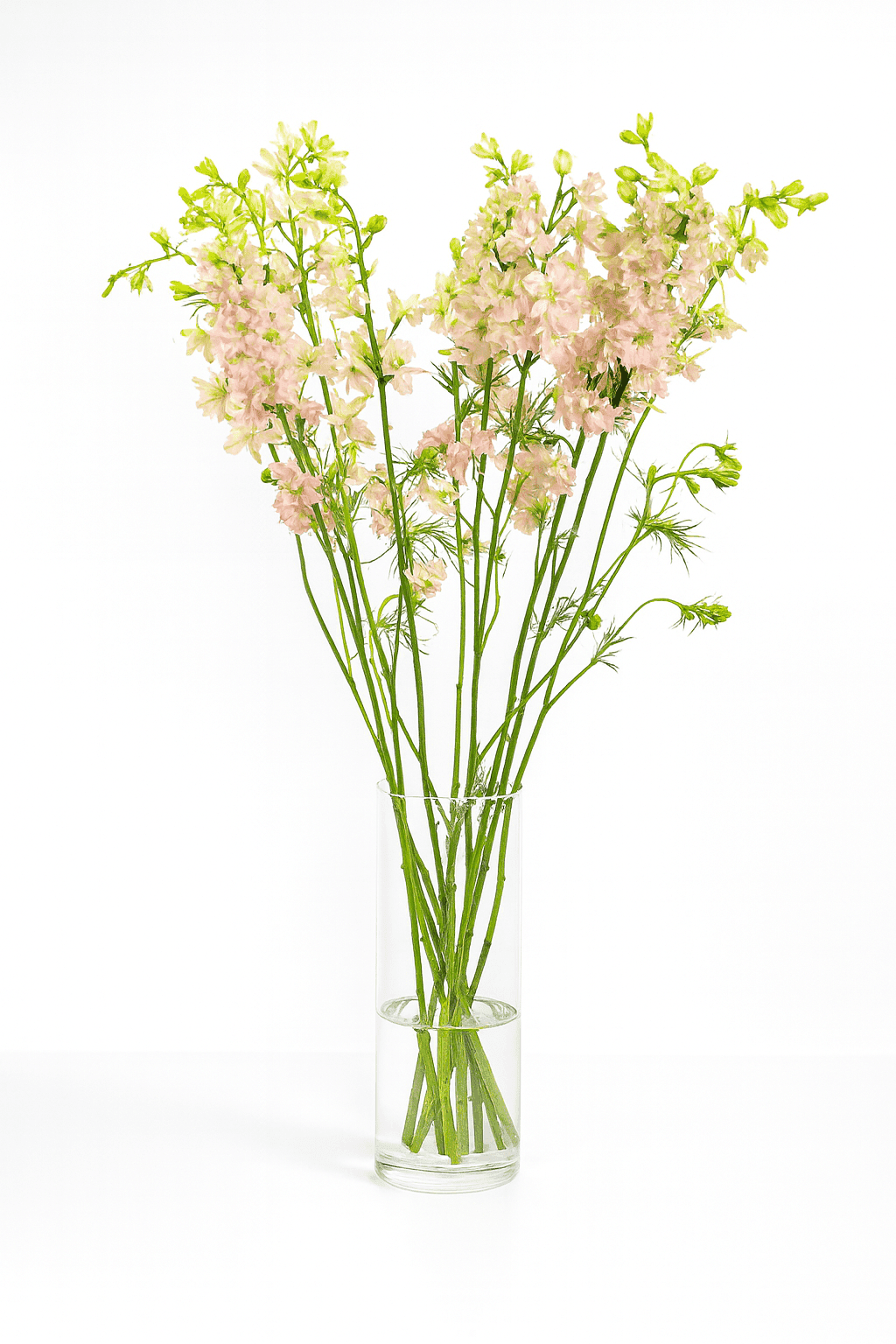 Larkspur Pink 70cm