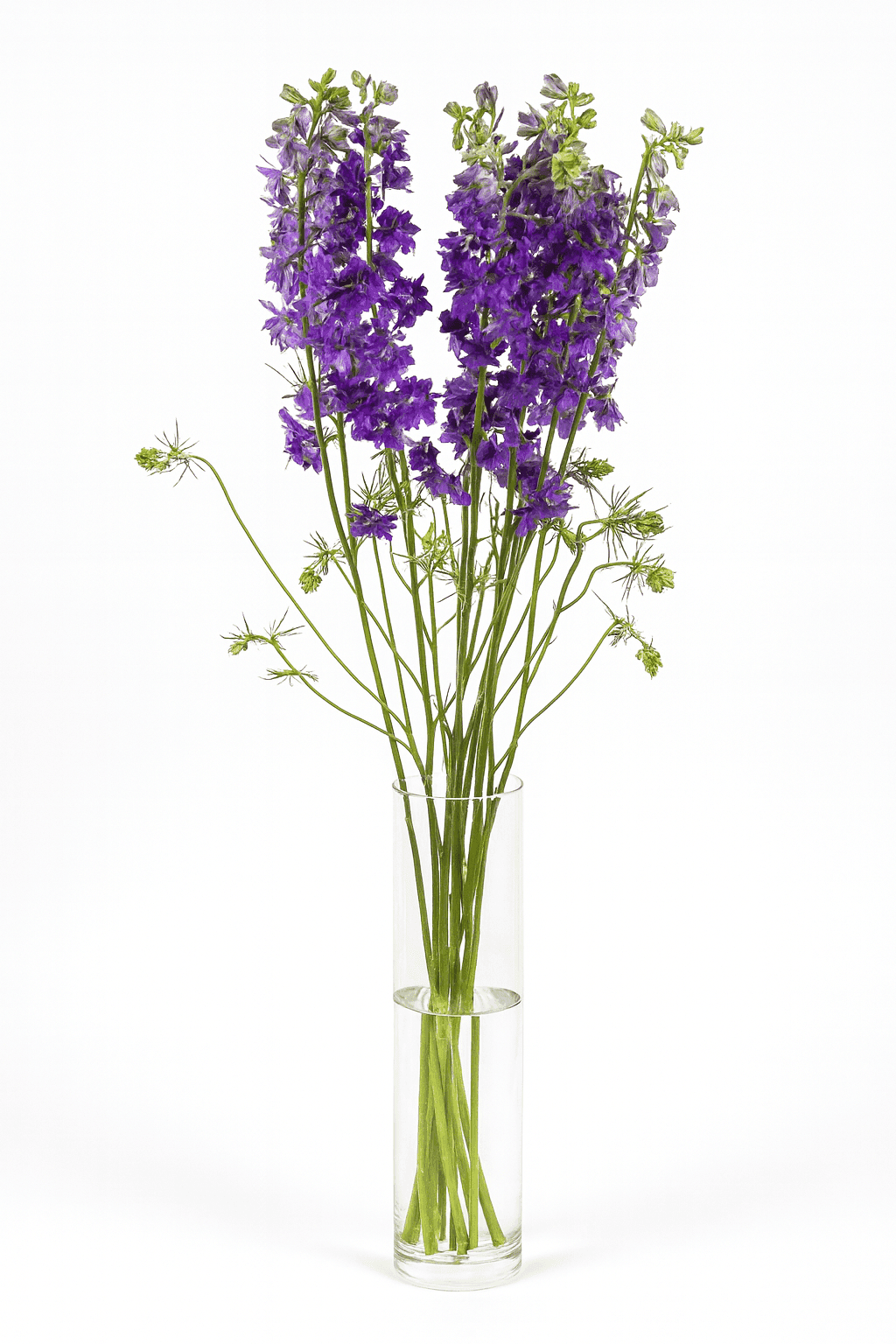 Larkspur Purple 70 cm