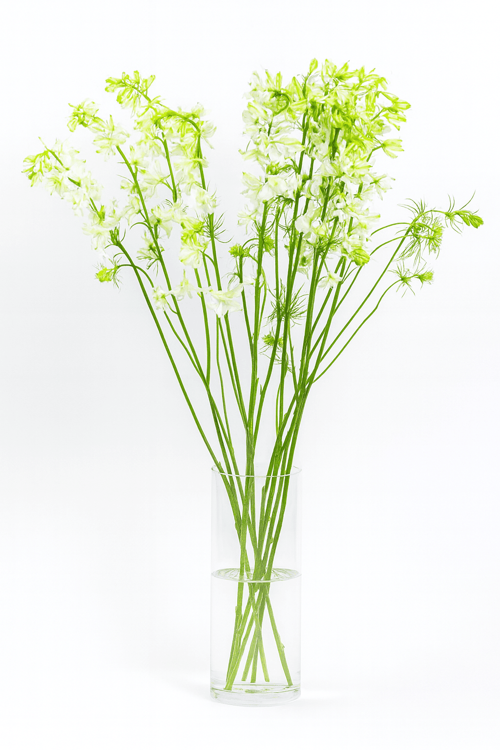 Larkspur White 80 cm