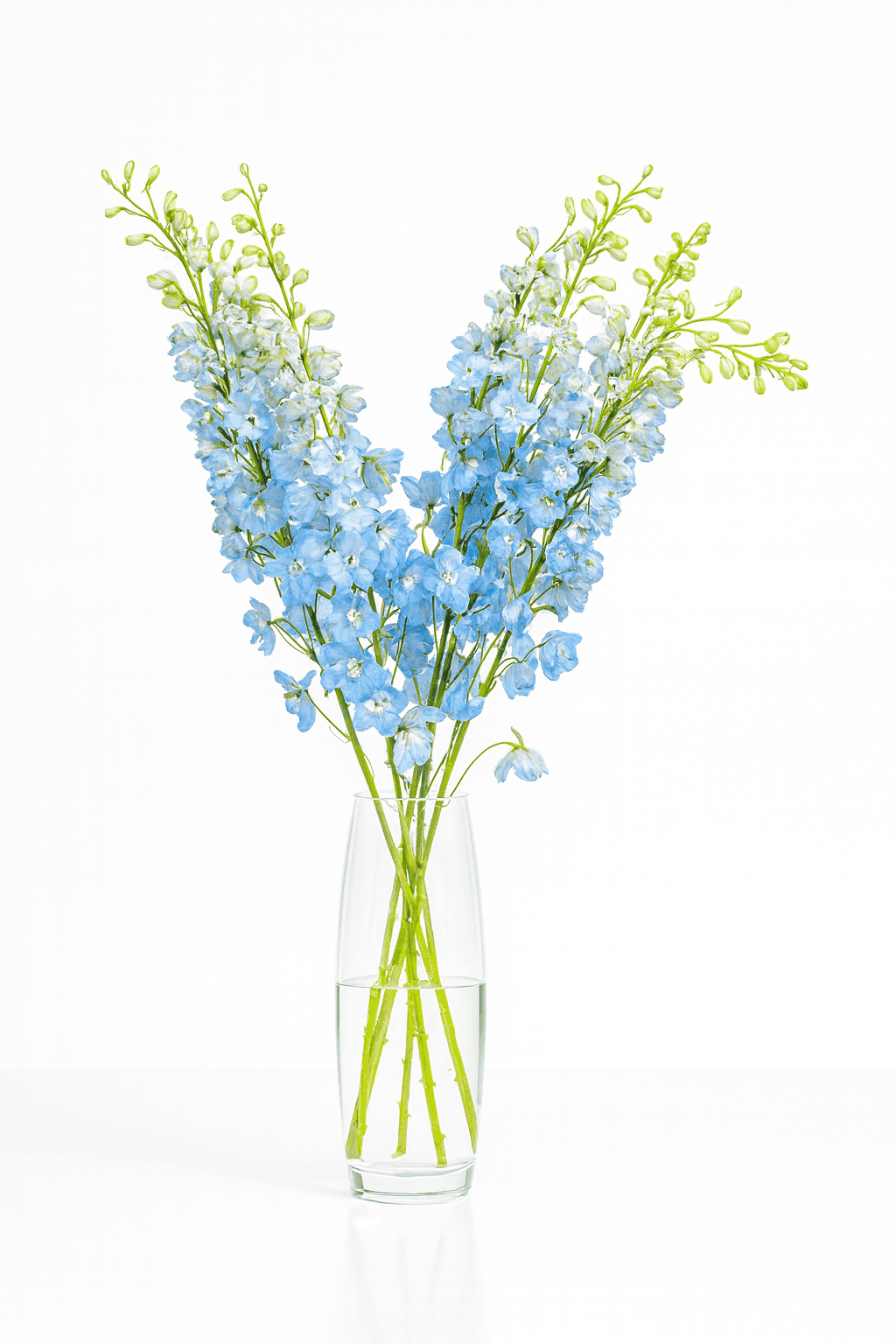 Serene Lavender