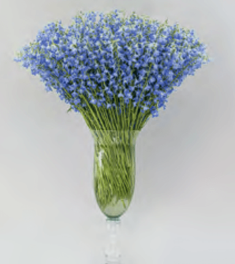 wholesale delphinium Sky Waltz light blue farm-direct