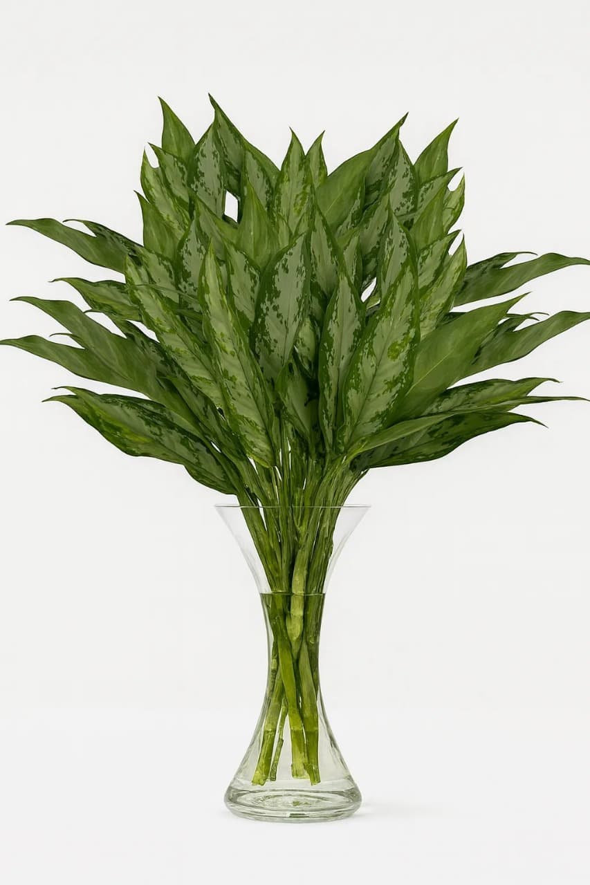 Anglonema tip Green Green 45