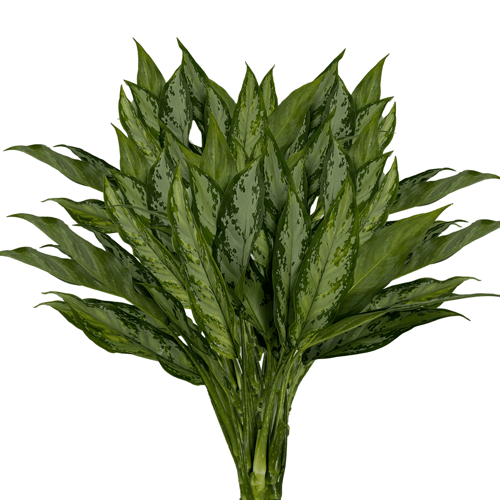 Tips & Accents Aglaonema Green