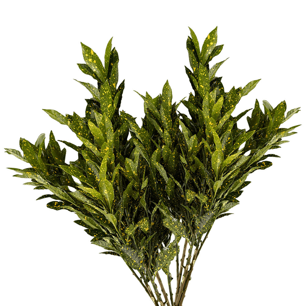 Lemon Green 60