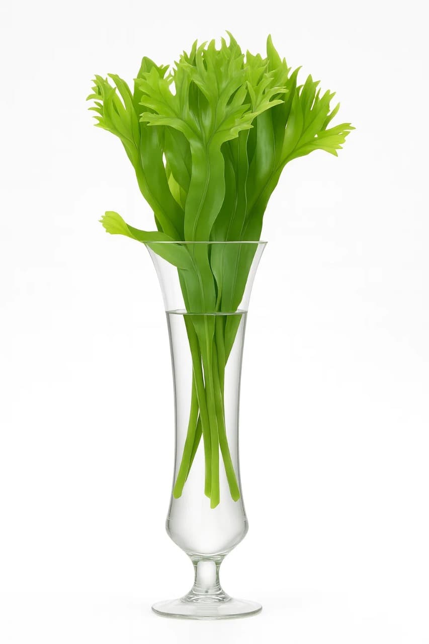 Fern Lettuce Fern Green