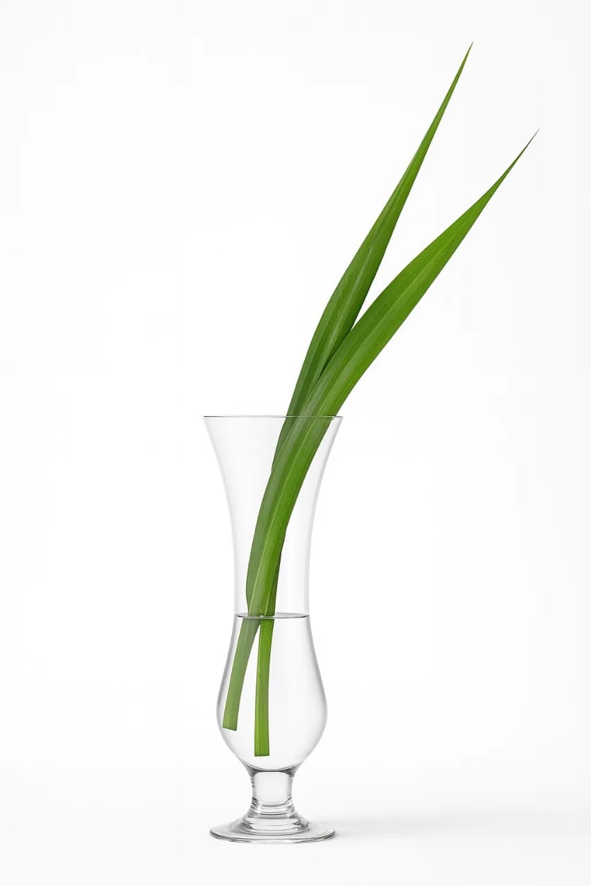 Pandanus Green Green