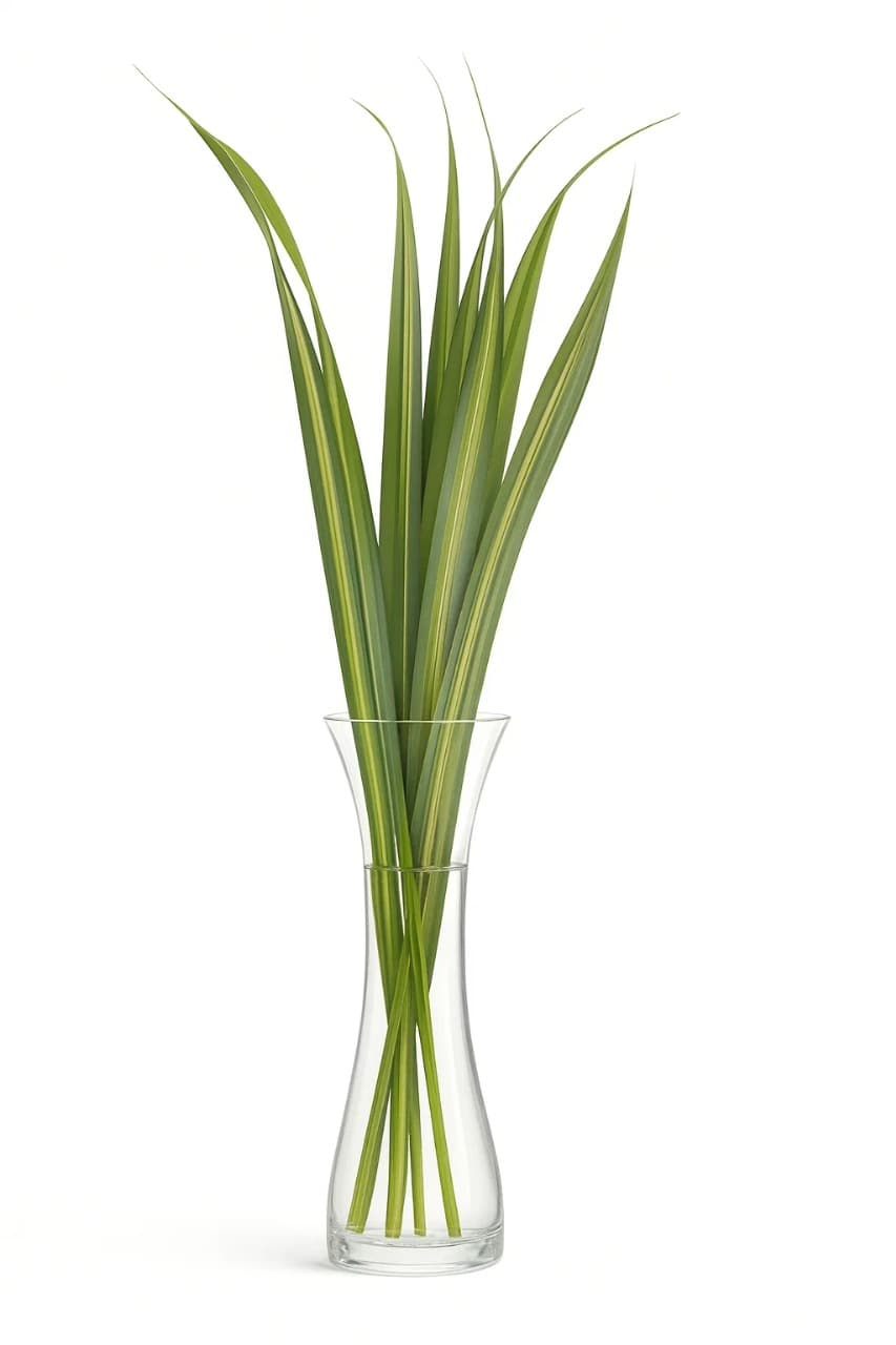 Variegated Green