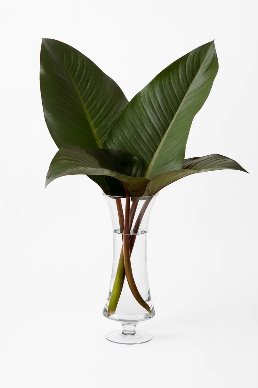 Congo Red