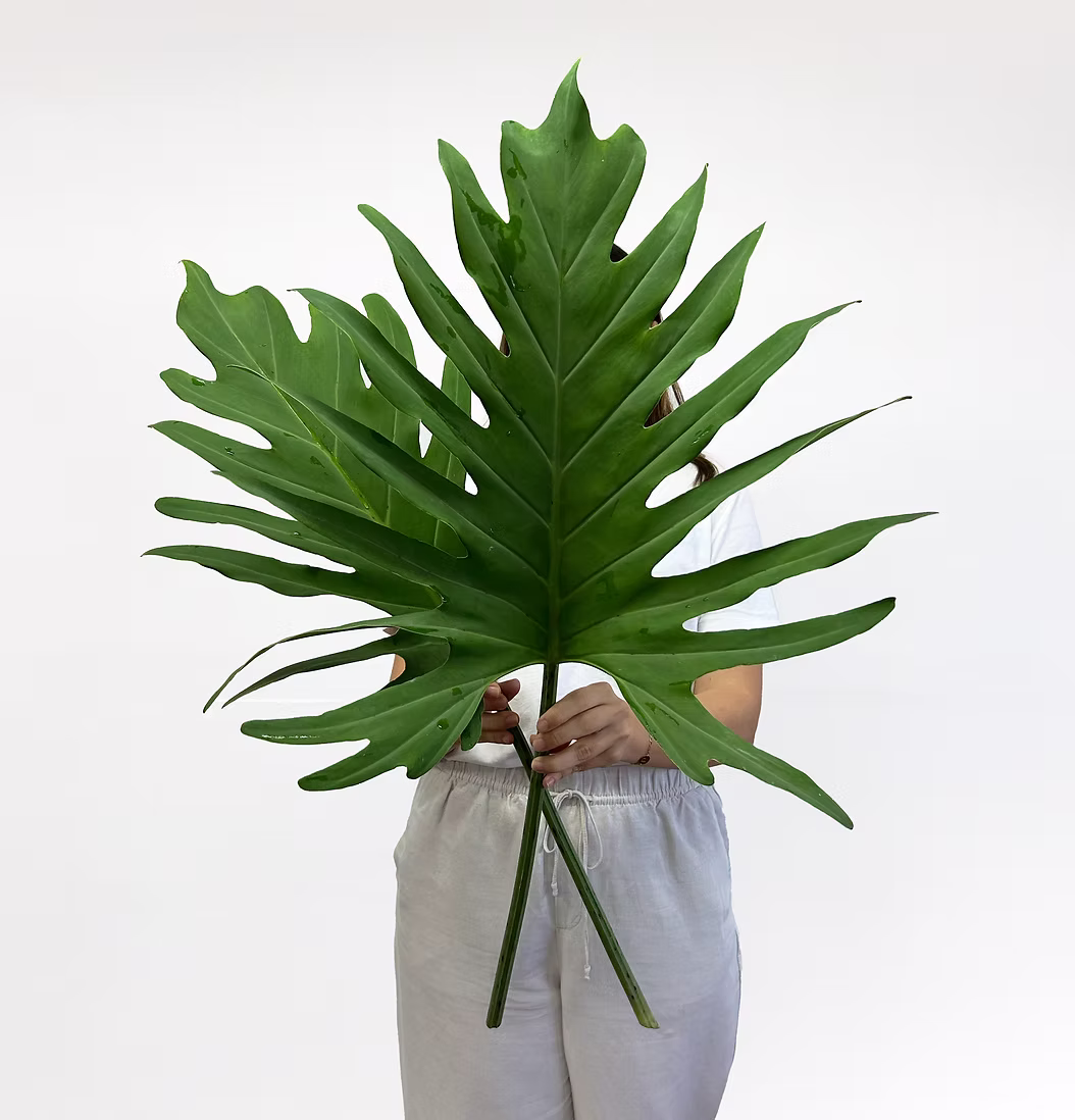 Philodendron Pinnatifidum Green