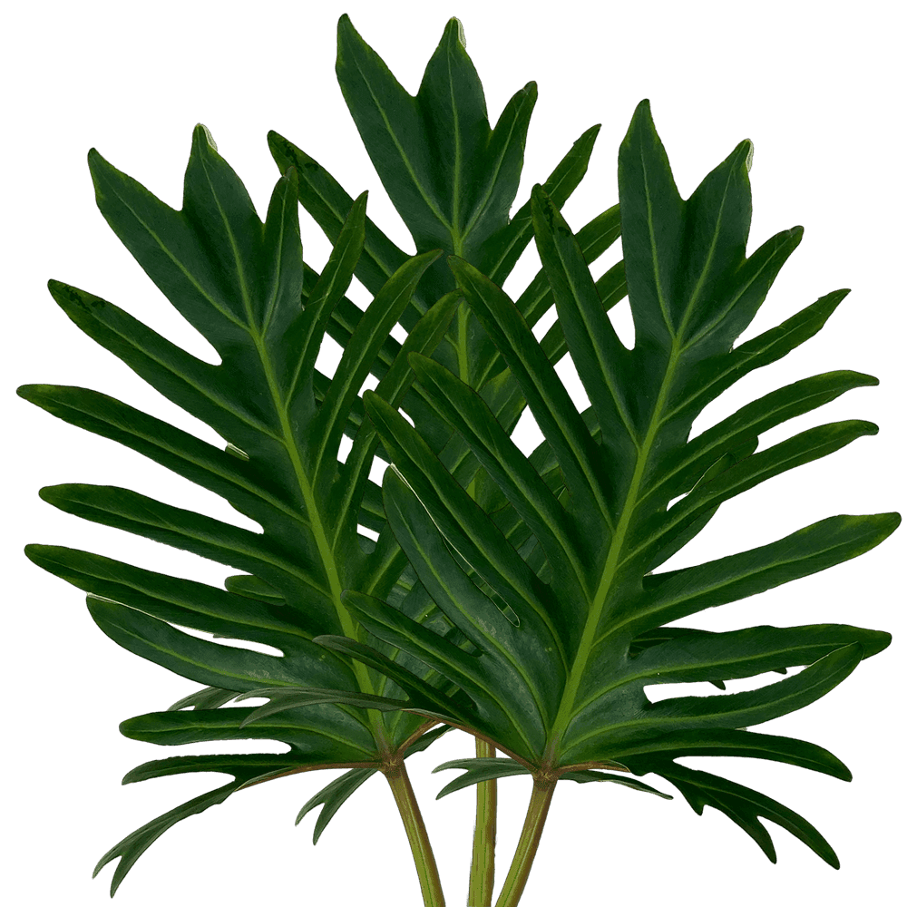Philodendron Xantal Green