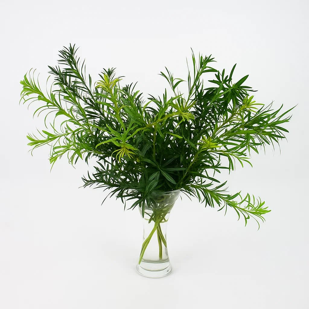 Tips & Accents Podocarpus Green
