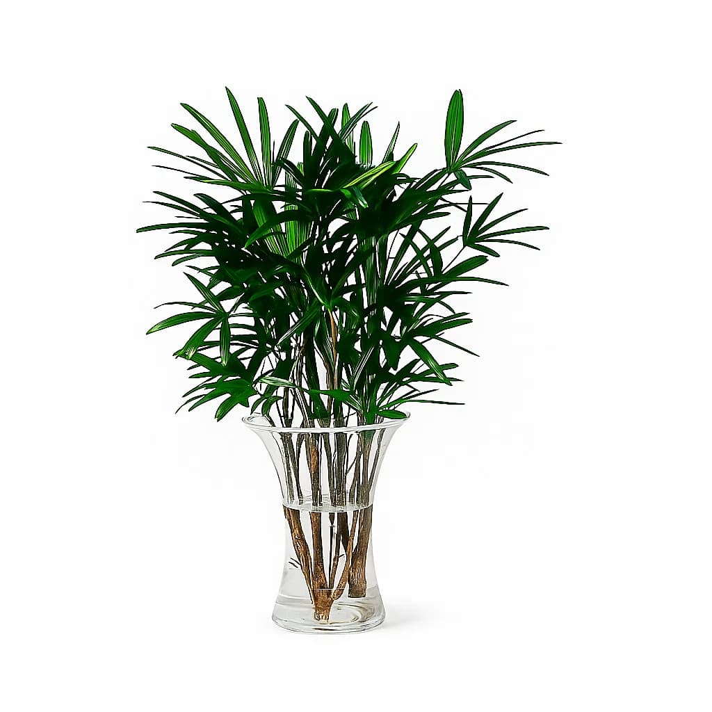 Palm Raphis Green