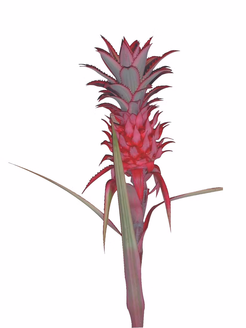Tropicals