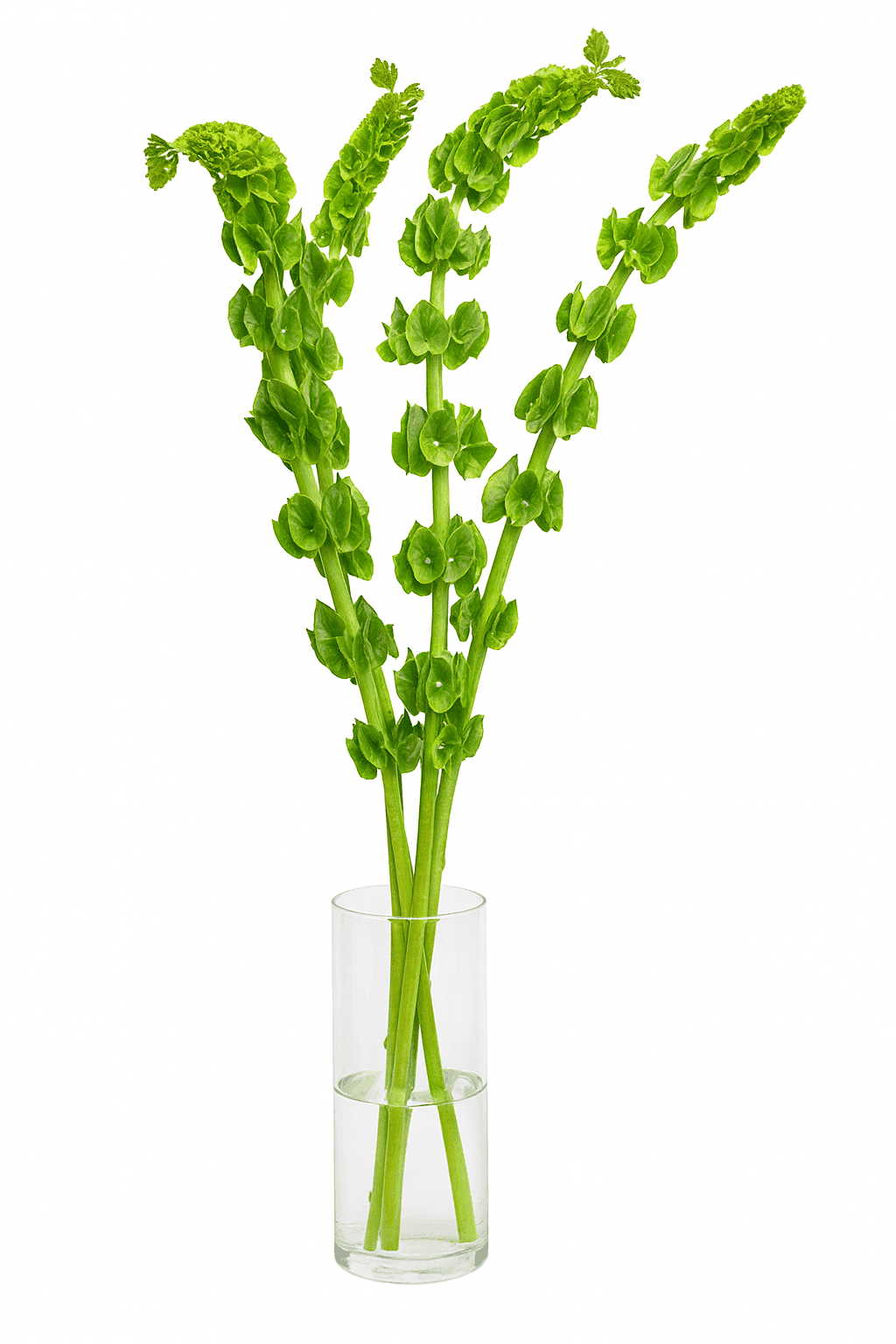 X Green