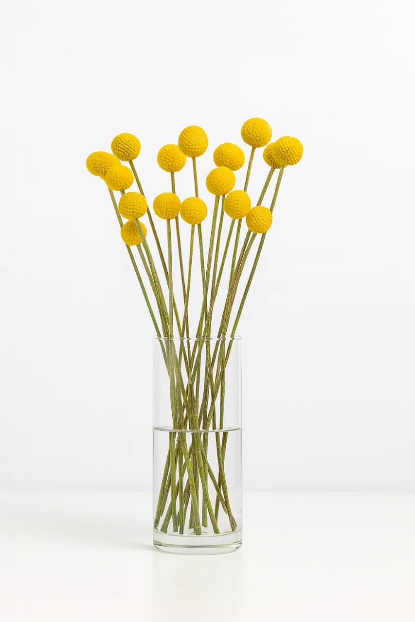 Jumbo Yellow