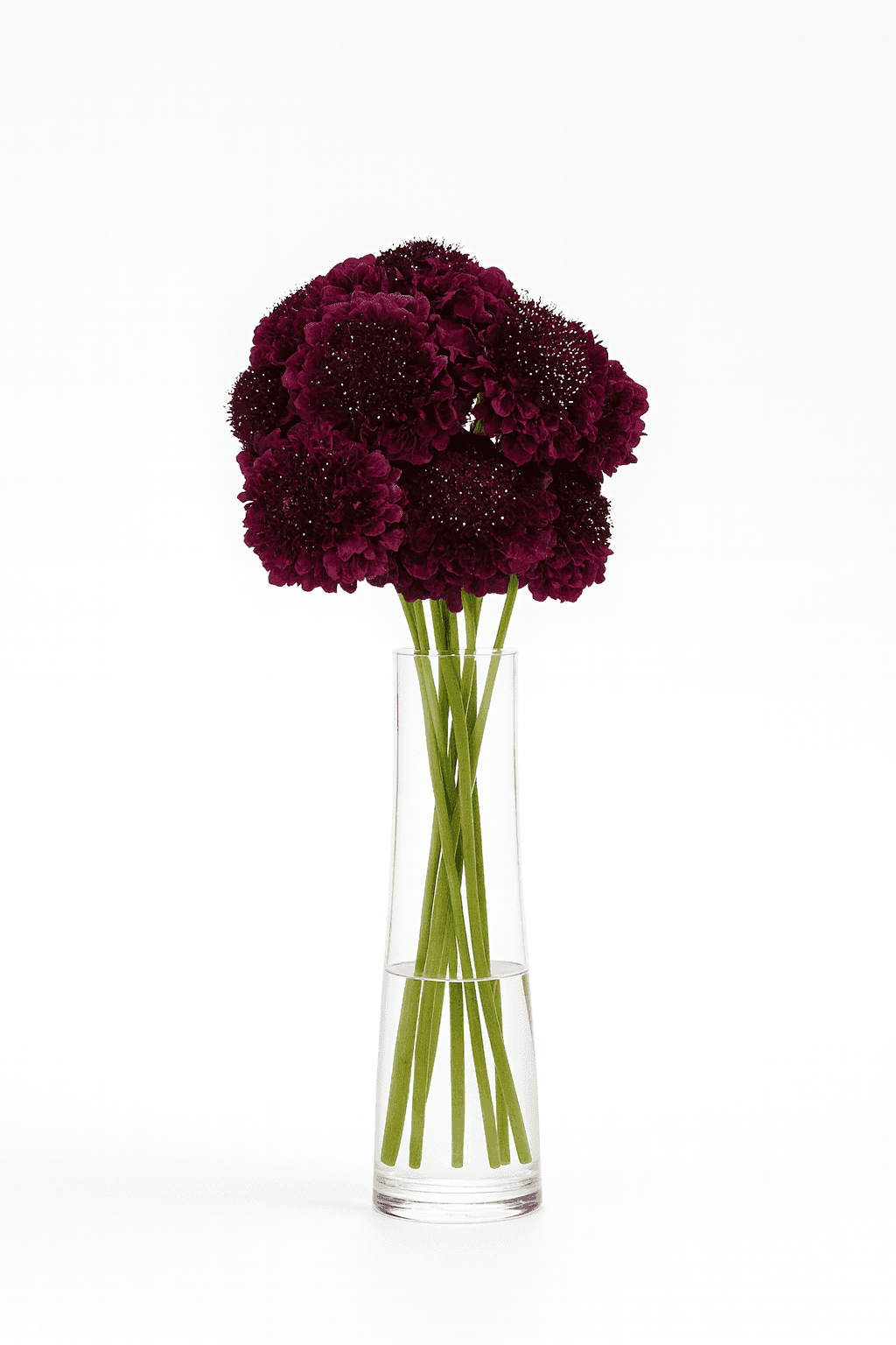 Bon Bon Burgundy