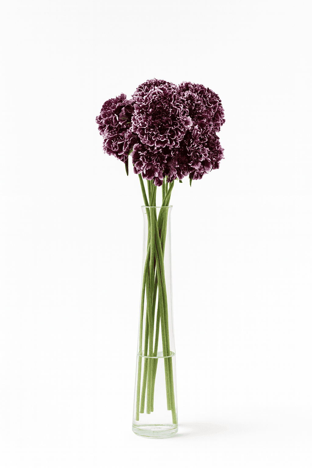 Focal Scoop Purple 55-60cm