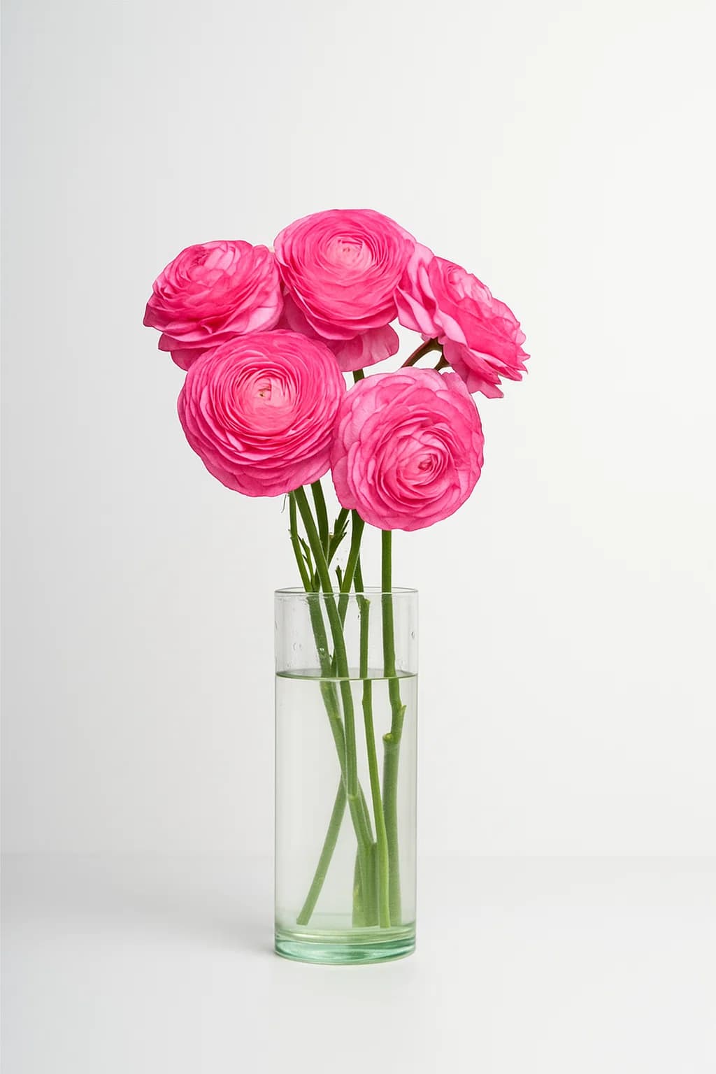 Elegance Pink 30-35 cm
