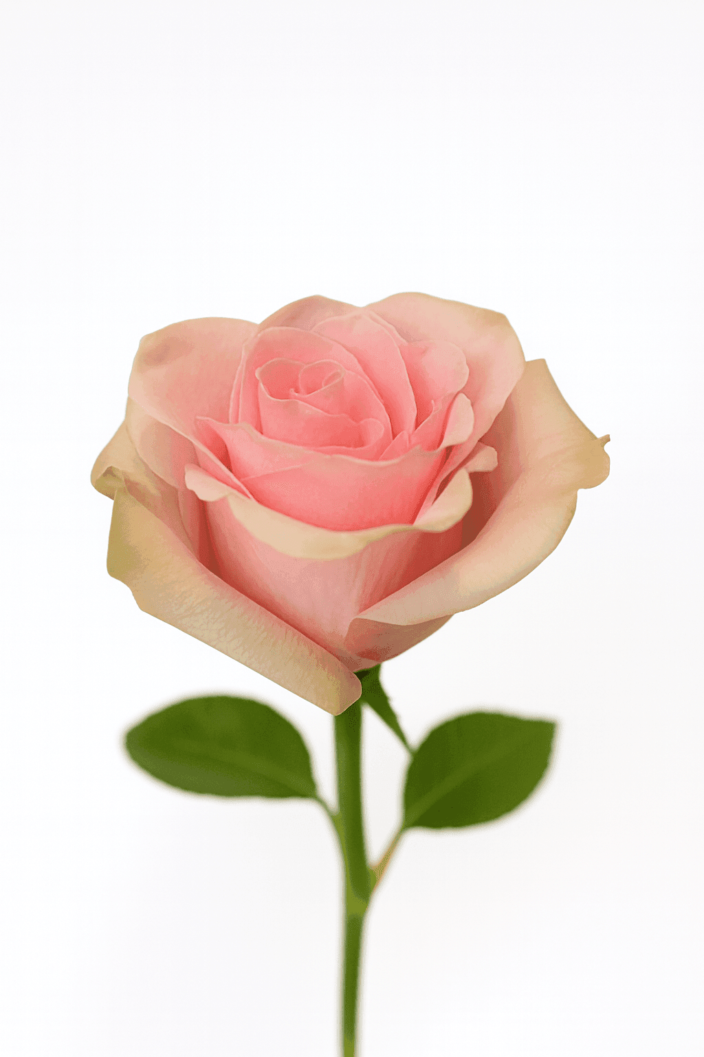 Pink O\'Hara