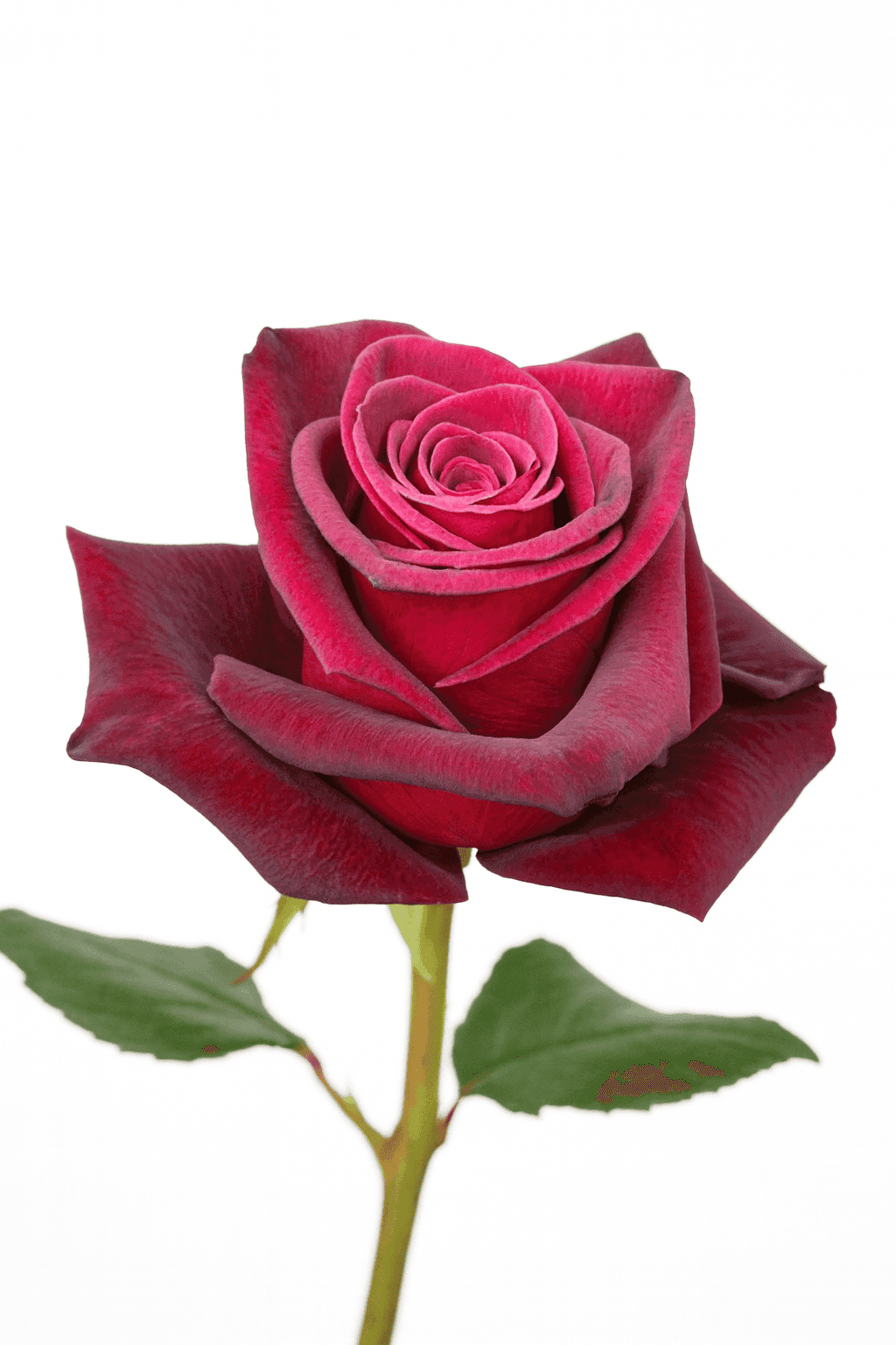 Cherry Mist Burgundy 70 cm