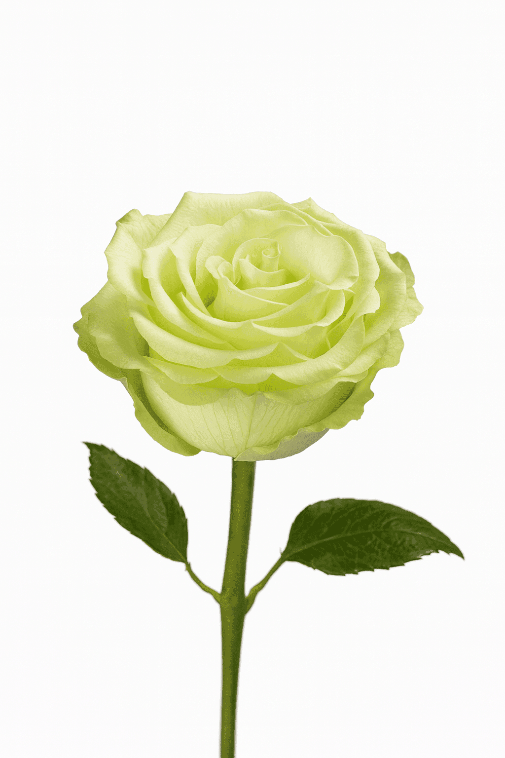 Limonada