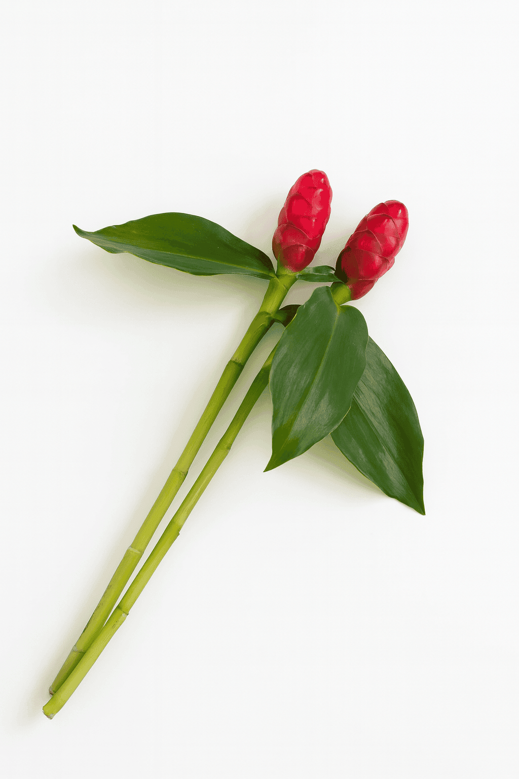 Novelty Tropicals French Kiss Red