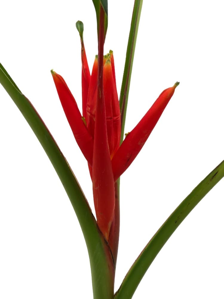 Musa Coccinea Red
