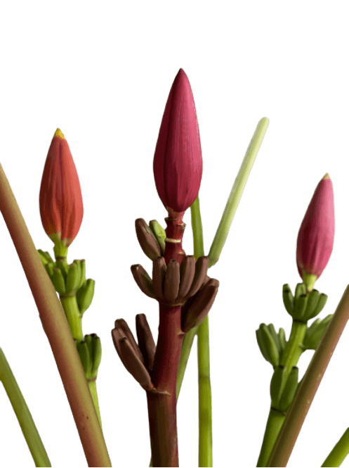 Musa Mix Red