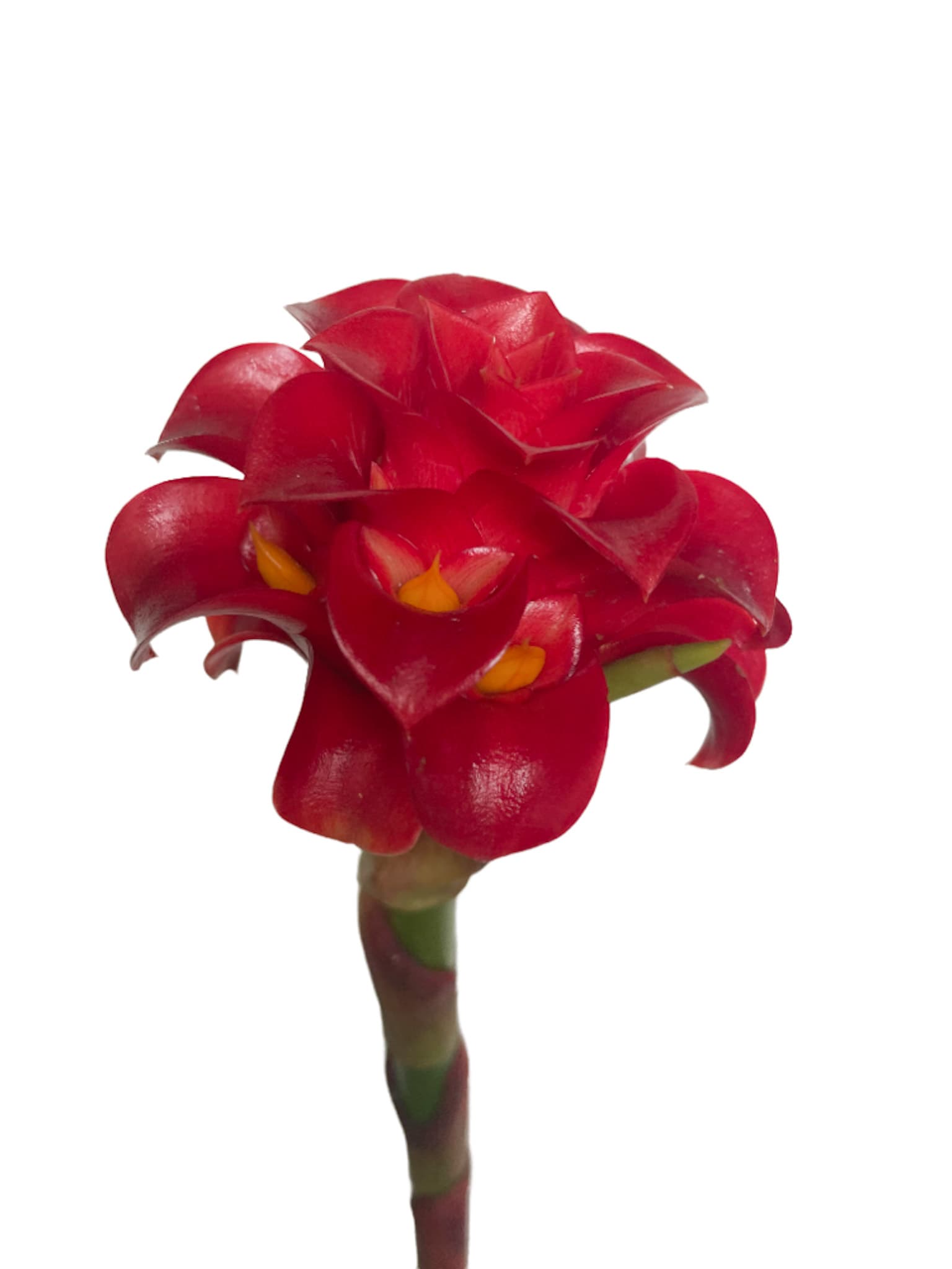 Night Torch Red 50