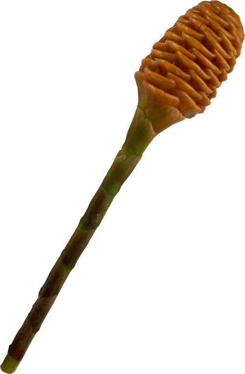 Ginger Shampoo Peach
