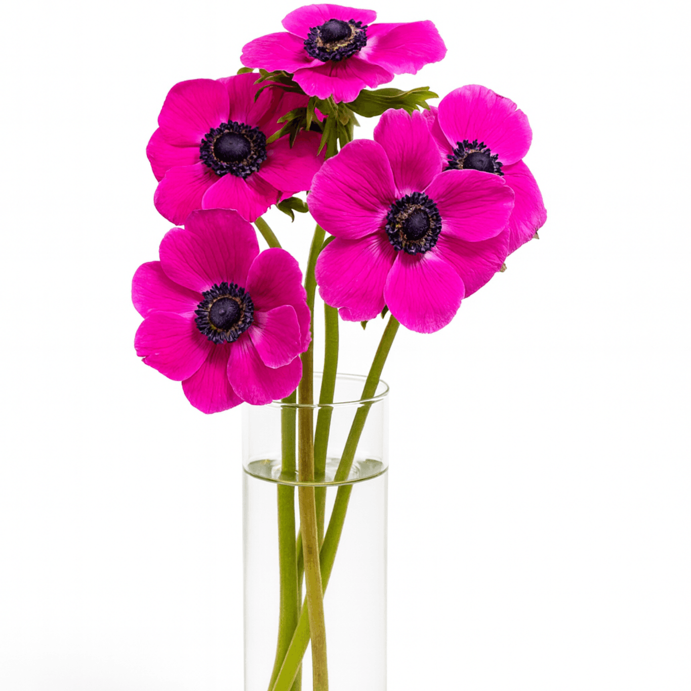 FullStar Fuchsia 35cm
